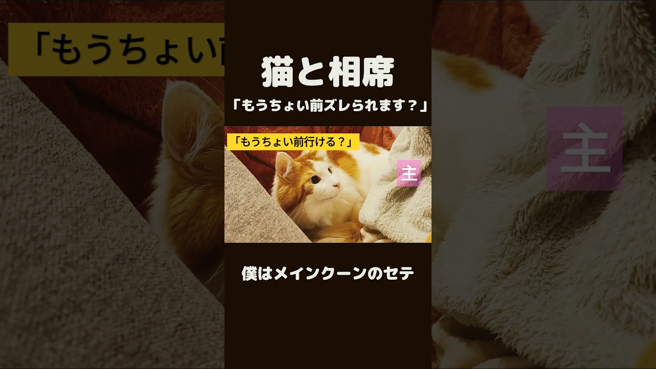 目で語る猫 #猫のいる暮らし #メインクーン #mainecoon #cat