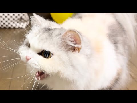 後輩にゃんこに激怒（シャー）する先住もふもふ猫【スコティッシュフォールド】【保護猫】