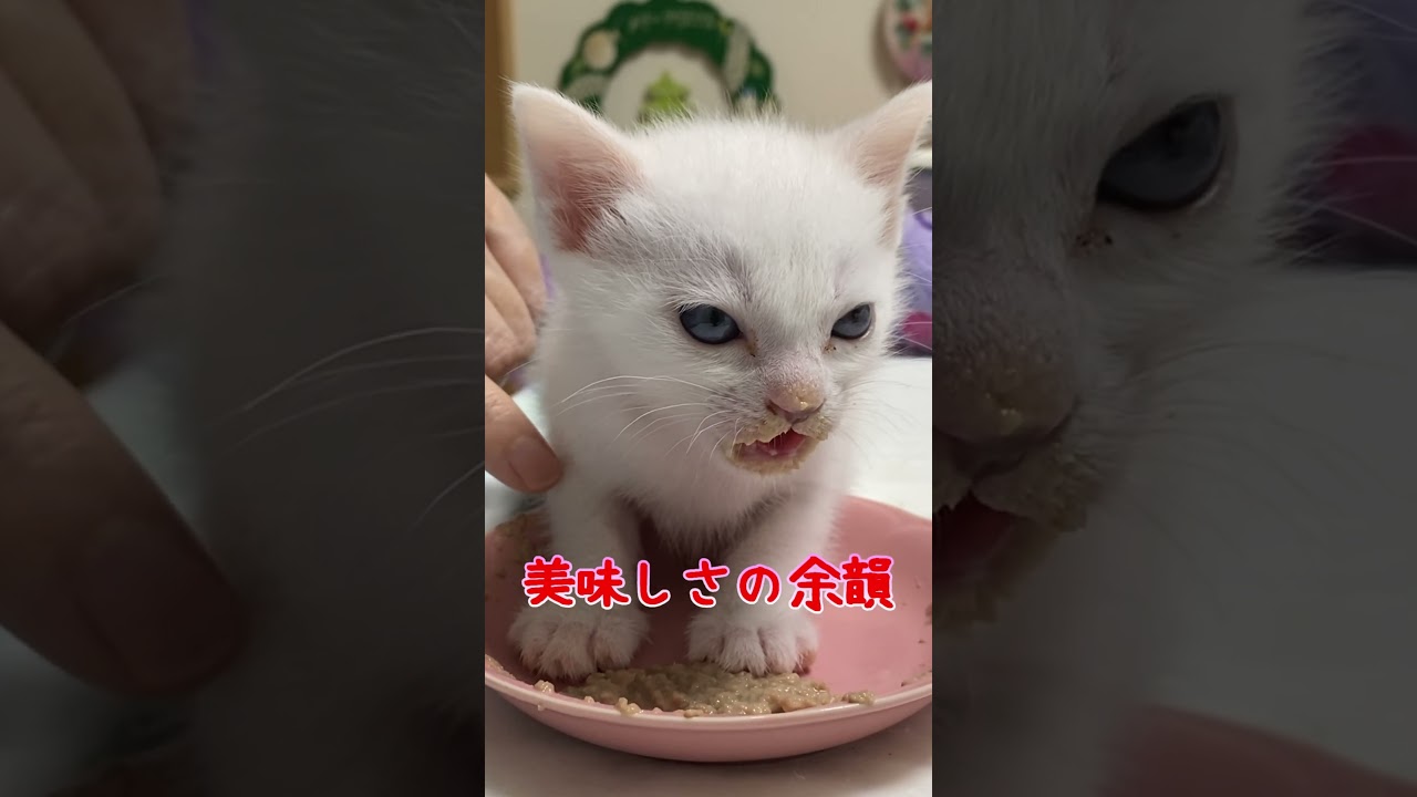 キョトン顔が可愛いすぎる赤ちゃん猫集