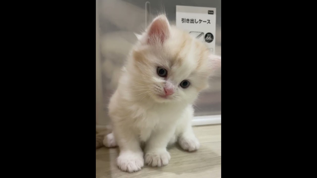 スコティッシュフォールド ホワイト系のかわいい男の子✨（毛色：レッドタビー&ホワイト）