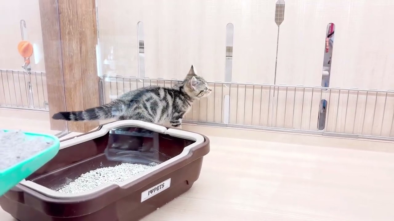 【アメリカンショートヘア】遊ぶの大好きアメショちゃん