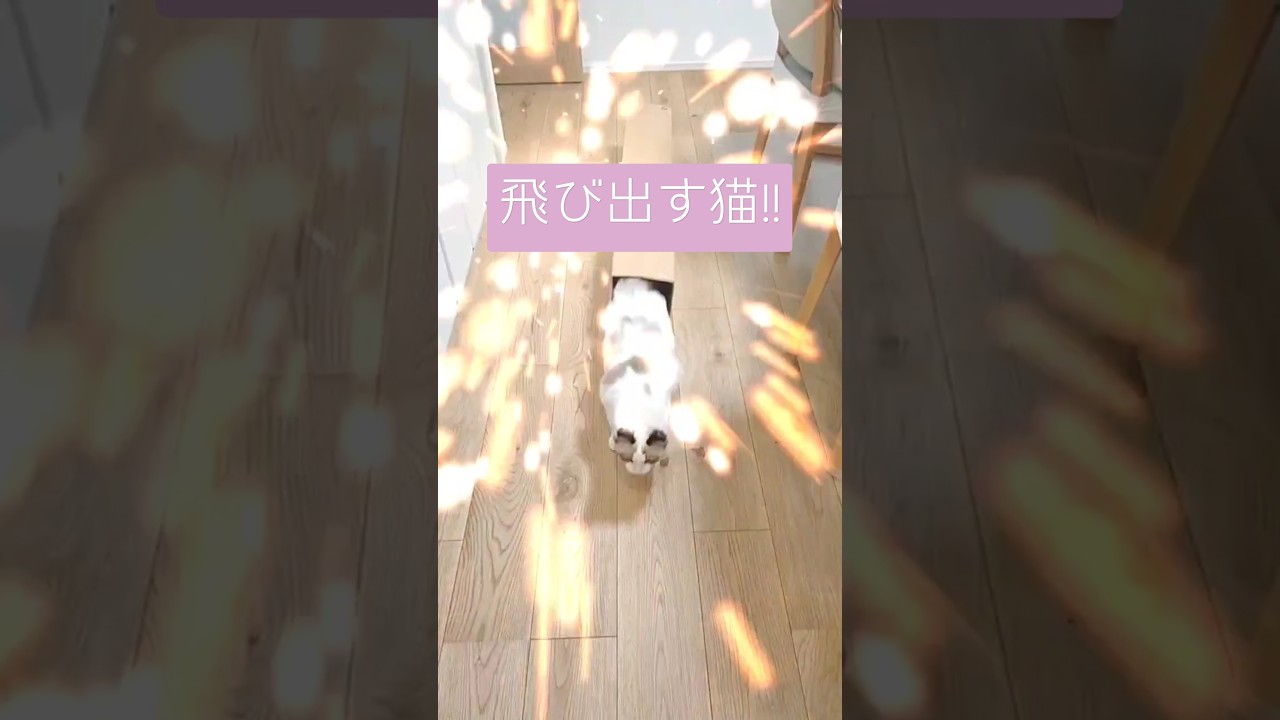 飛び出す猫2♡ #ラグドール子猫 #ラグドール #cat #ragdoll #猫 #かわいい #甘えん坊の猫 #cute #仔猫 #子猫 #kitten #shorts