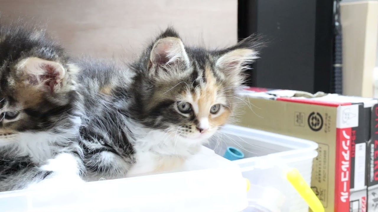 人目を引くメインクーン子猫つばきちゃん