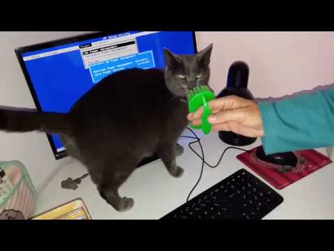 Korat Cat - V11 - Satisfaction