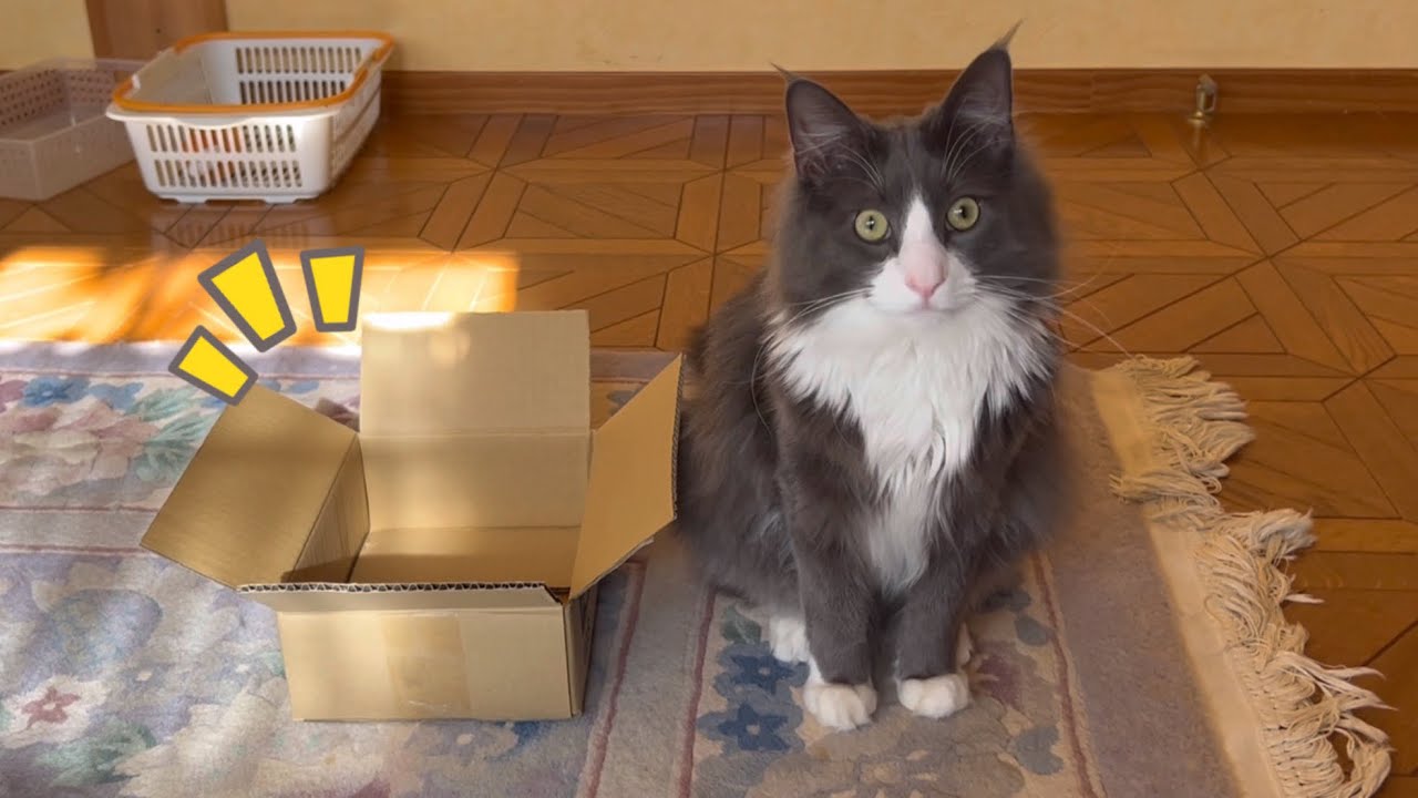 【癒し♪】自分より小さい段ボールに挑戦する、もふ猫たちwwwノルウェージャンフォレストキャットとターキッシュアンゴラ