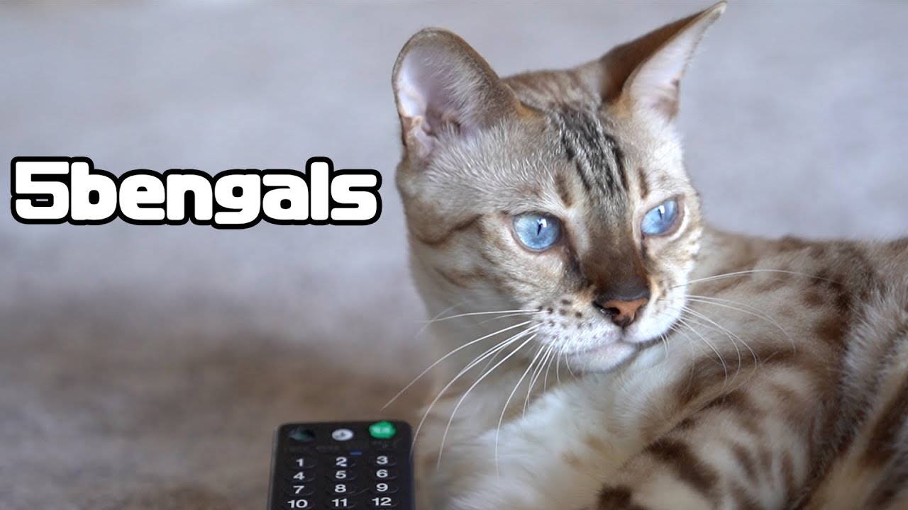 【スノーベンガル猫】リモコンに恋する白い猫が可愛い