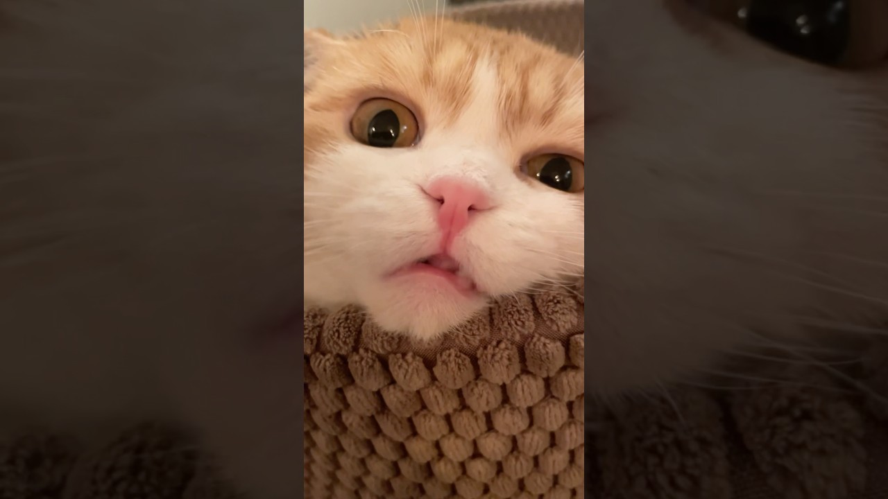 可愛い舌打ちされた💘 #cat #cats #猫のいる暮らし #スコティッシュフォールド #猫