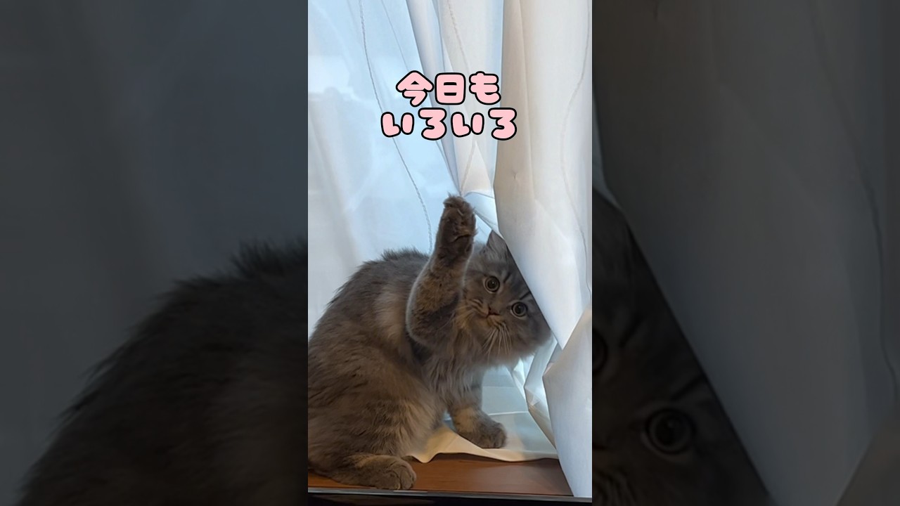 うちの子猫が可愛すぎる！ #cat #ラガマフィン #おすすめ #かわいい #つまみちゃん #ラガマフィン #猫 #ねこのいる生活 #子猫 #shorts