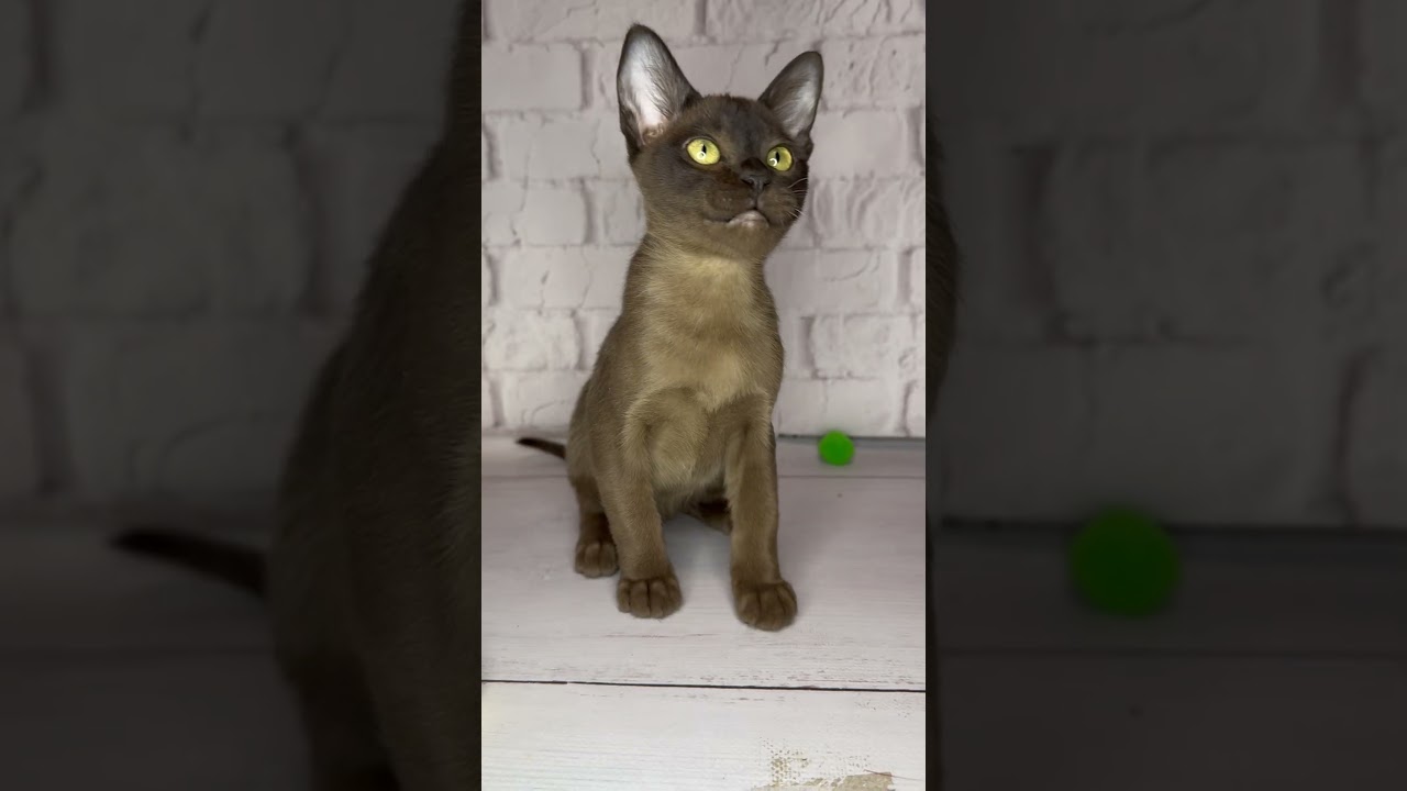 Ride Sable Burmese Male Kitten Available Now | Purebred Kitties