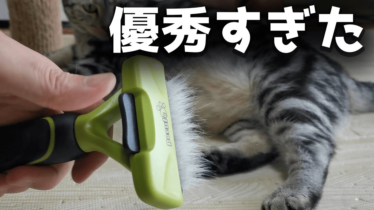 【ペキュート 猫用ブラシ】アメリカンショートヘアに試した結果・・・