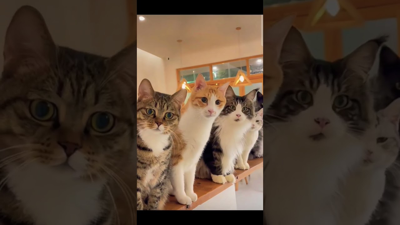 Haha🤣. They are really confused...