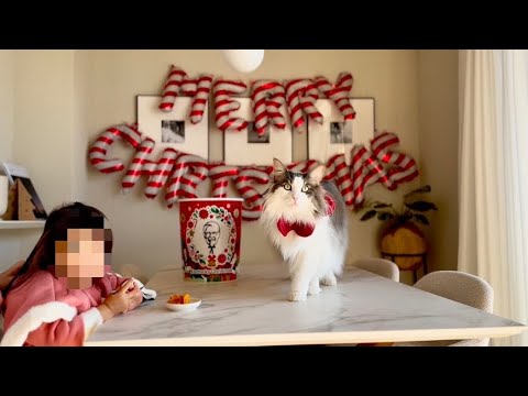 愛猫と姪っ子ちゃんとクリスマスパーティー【メインクーン】