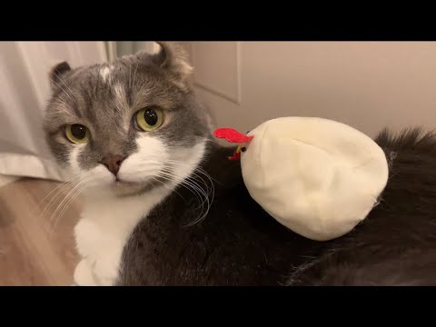 鳥に憤慨するねこさん（アメリカンカール）