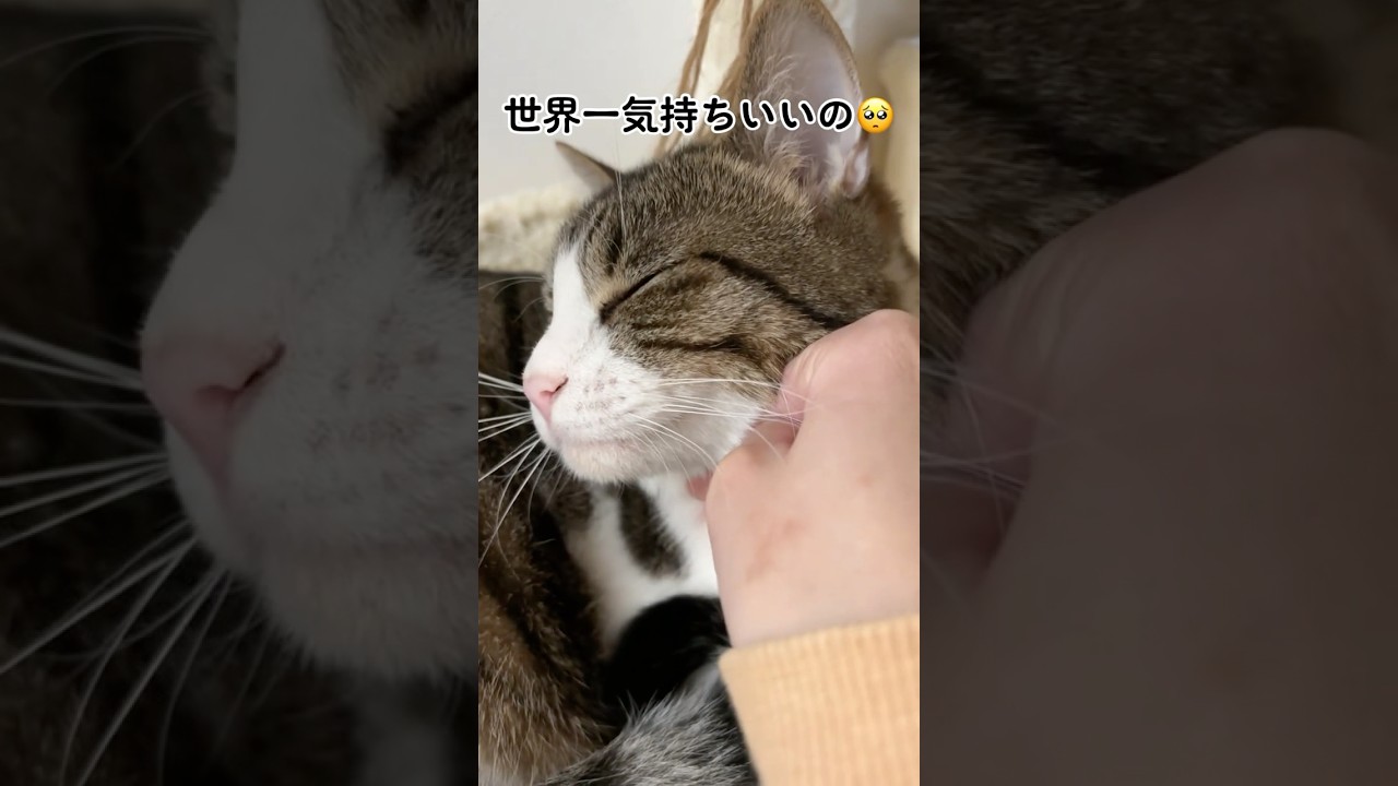 なでなで大好きな猫 #shorts #猫 #cat #スコティッシュフォールド