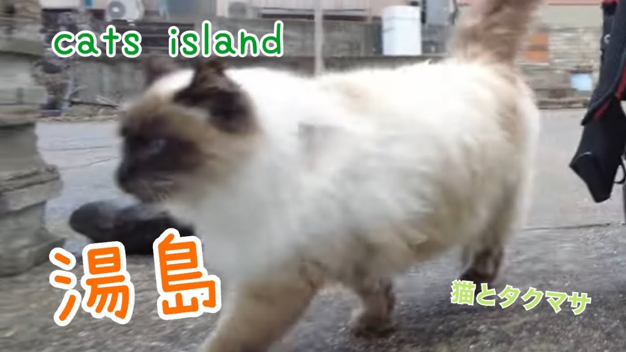 今年生まれたギャング達とモフモフシャムちゃん　【湯島】【2024-5年　年末、正月】【猫島巡り】