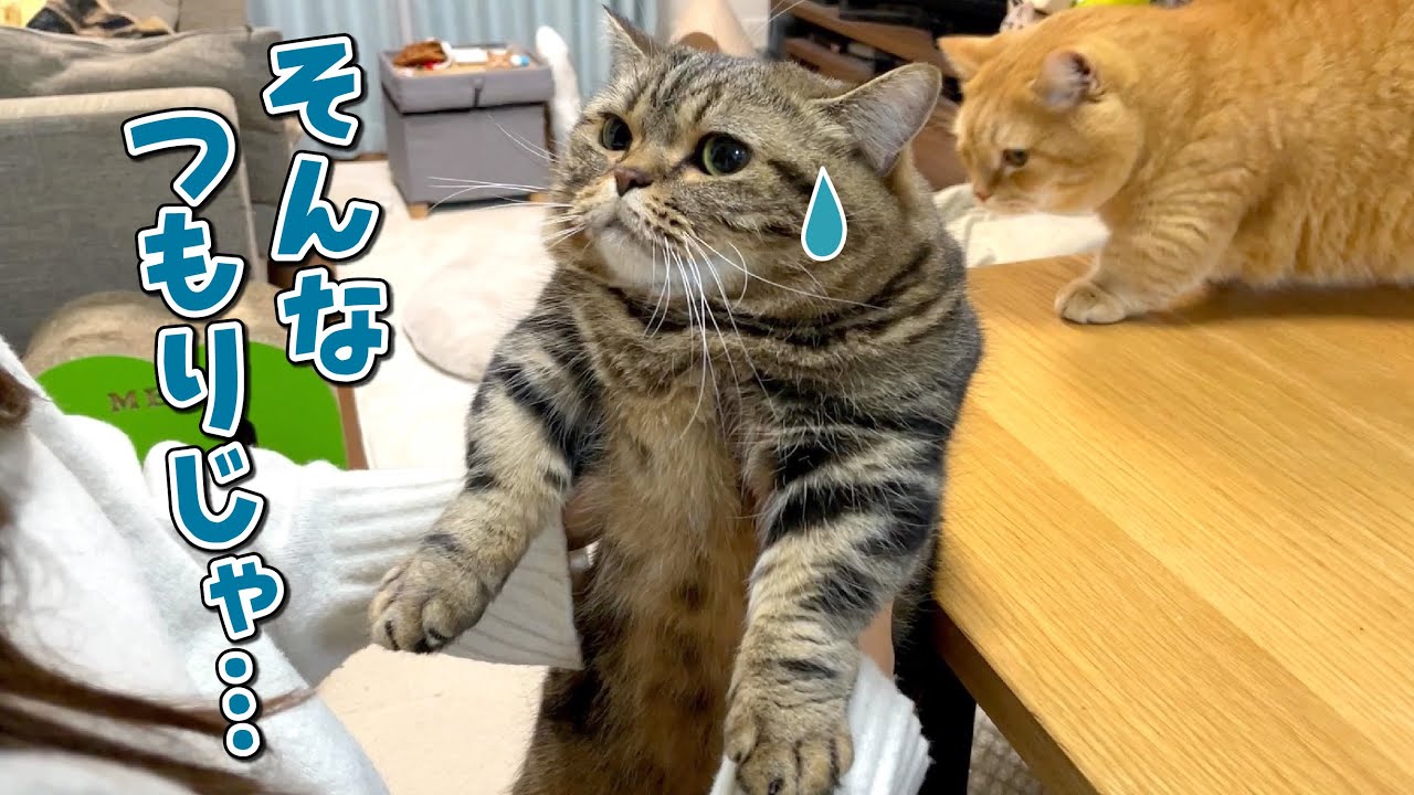 大好きな姉にツンデレをこじらせた結果、ひどい目に遭わせちゃった猫…