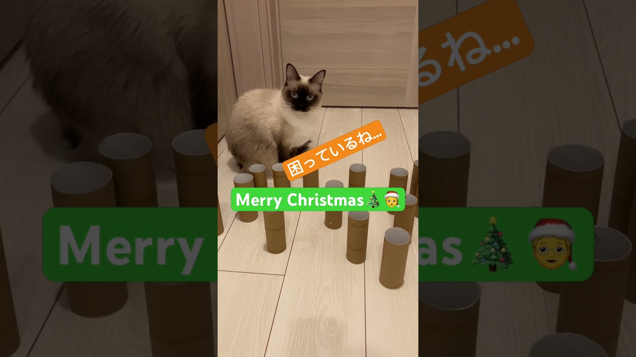 ラグドールは通れるか実験〜その2 #cat #ラグドール #ねこ #ラグドール #ragdoll #クリスマス #christmas #クリスマスイブ #山下達郎