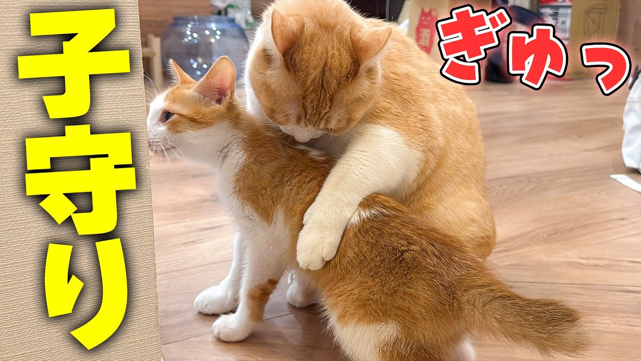 飼い主がいない間、保護された子猫を先輩猫たちが付きっきりで子守りしていました…‼︎