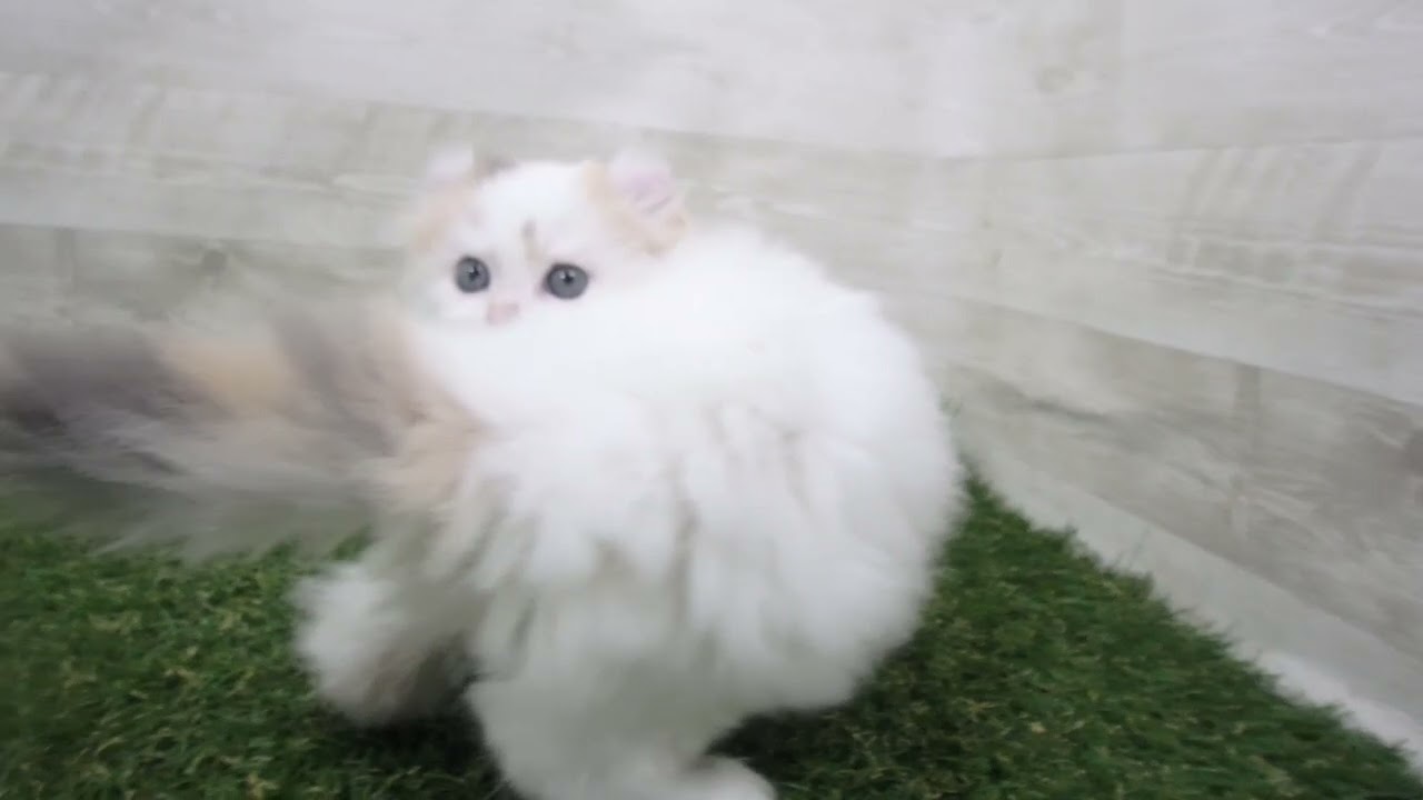 Coo&RIKU　No00693639 アメリカンカール