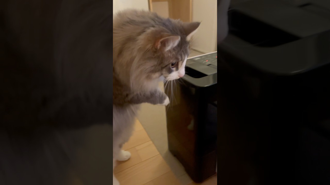 ようやく加湿器を導入しました #サイベリアン #siberian #1歳8ヶ月 #cat #猫 #shorts