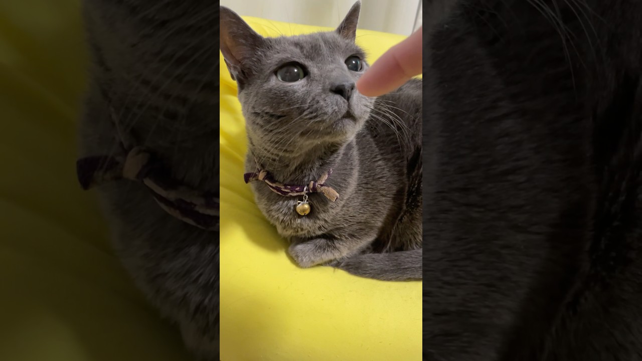 今日のくんくん_20241224 #shorts #cat #ロシアンブルー #猫