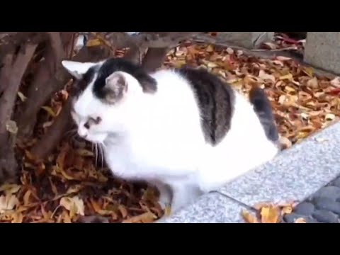 [野良猫]もぞもぞしてベストポジションを探すキジ白猫が可愛すぎる！[straycat]The cat looking for the best position is cute!