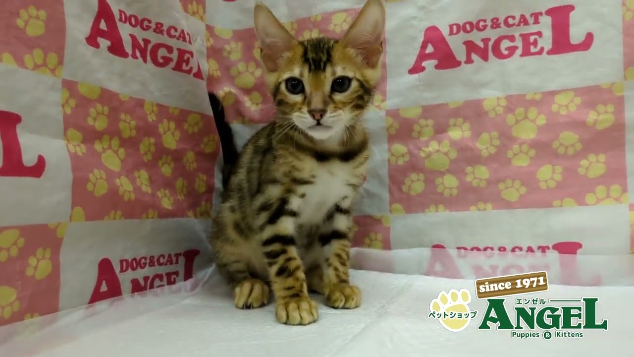 ベンガル 2412018 【ペットショップエンゼル　子犬・子猫販売】