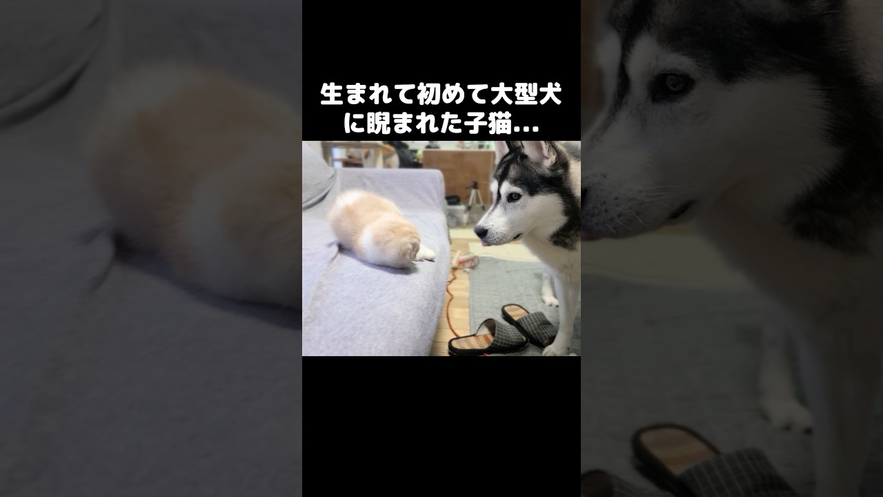 生まれて初めて大型犬に睨まれた子猫はこうなる...#shorts