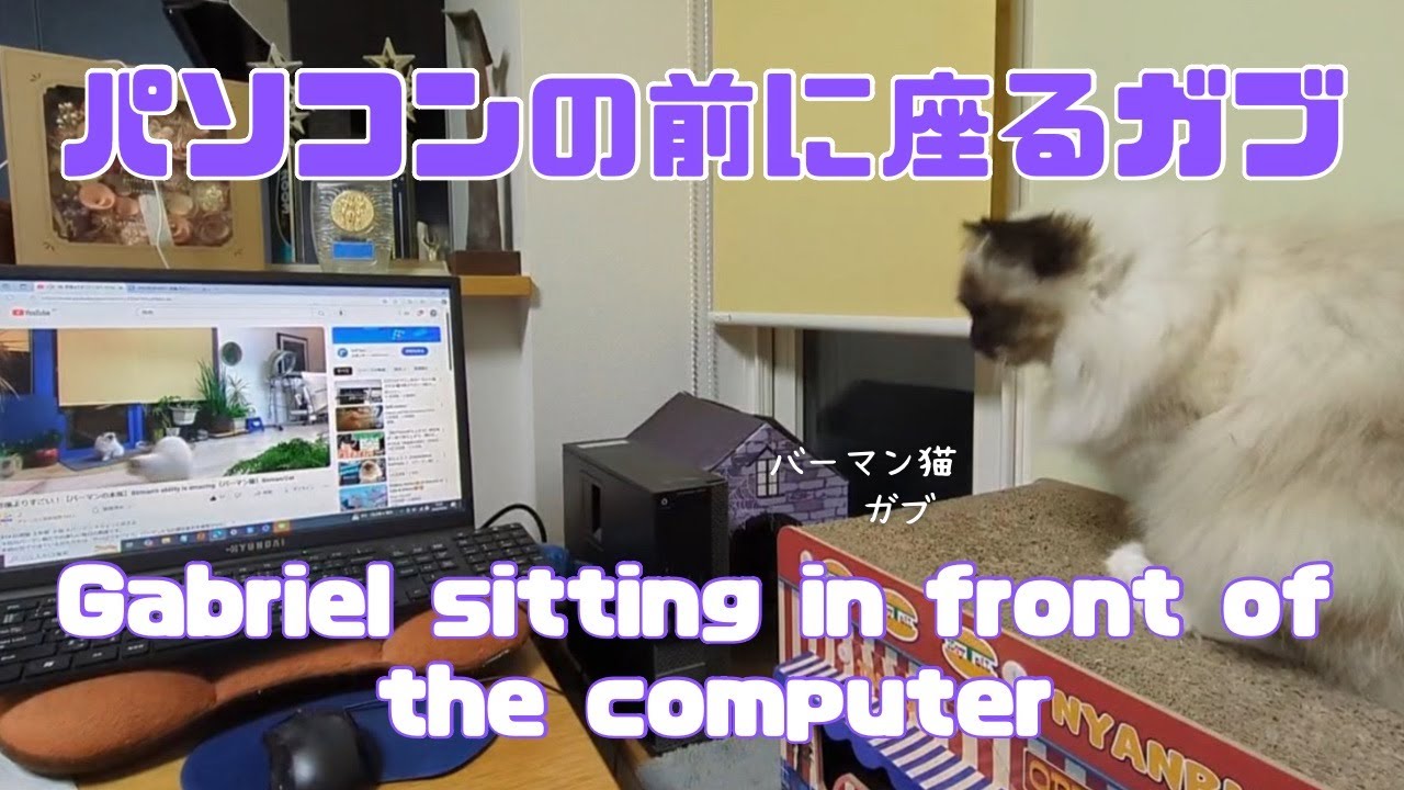バーマン猫ガブ【パソコンの前に座るガブ】Gabriel sitting in front of the computer（バーマン猫）Birman/Cat