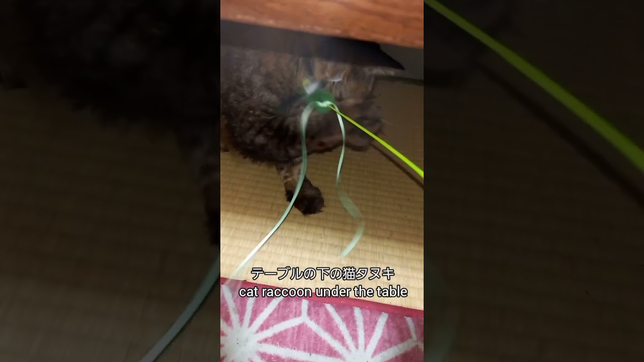 僕はマンマを食べながら猫タヌキと遊ぶ😻🙃🎵 #shorts #short #cat #猫 #catlover