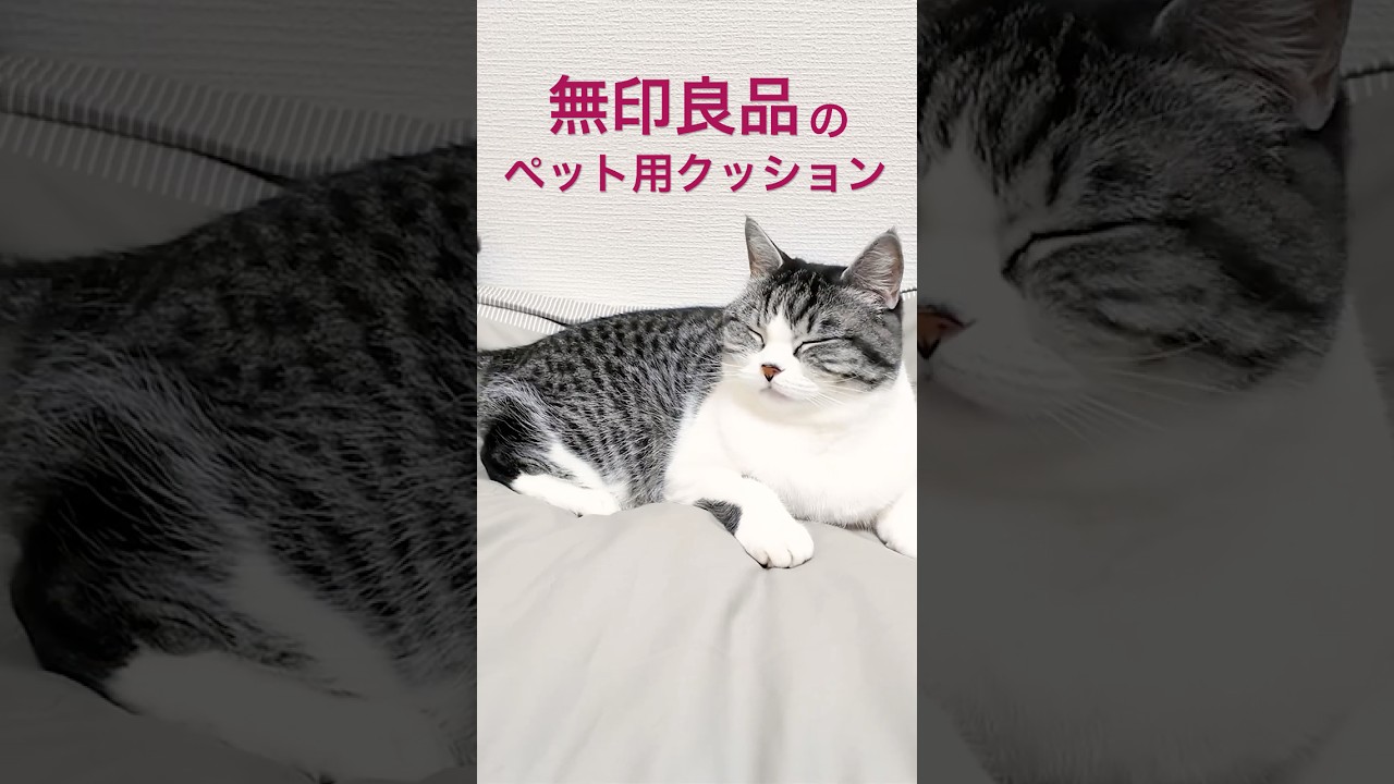 無印のクッションがしっくりきた猫　#shorts   #cat