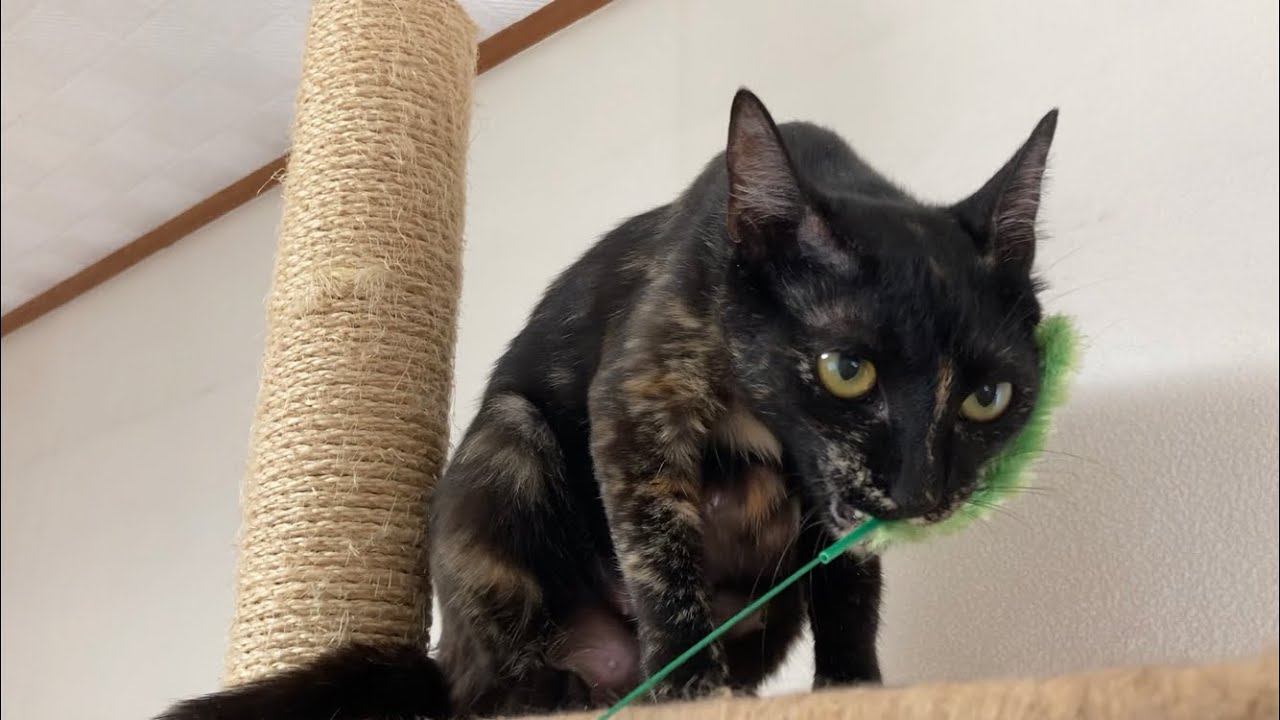 4ママンがLIVEに登場！本日14時　#shorts