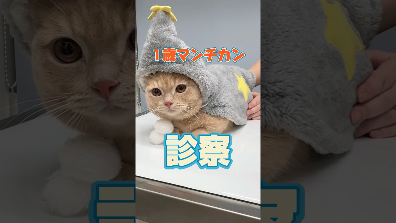 3日前からずっと嘔吐している1歳のマンチカンが動物病院にやってきた！