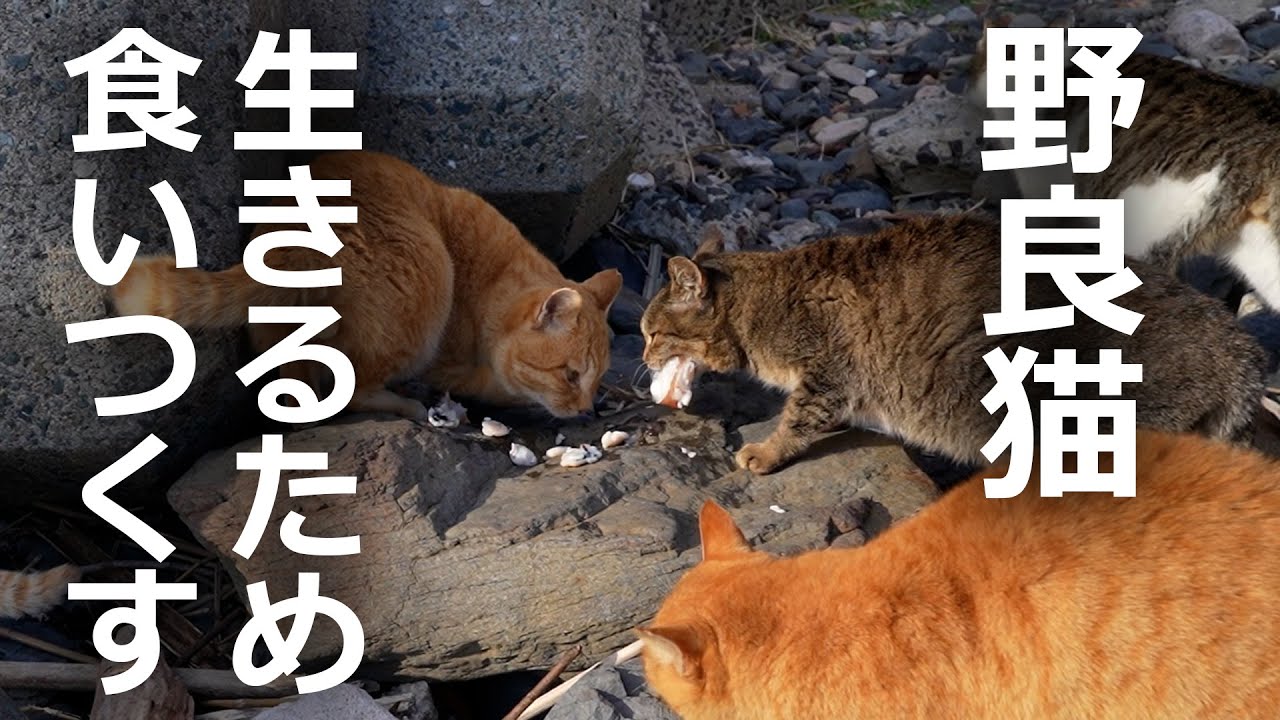 【寒空】野良猫は生きるために食いつくすその結果…