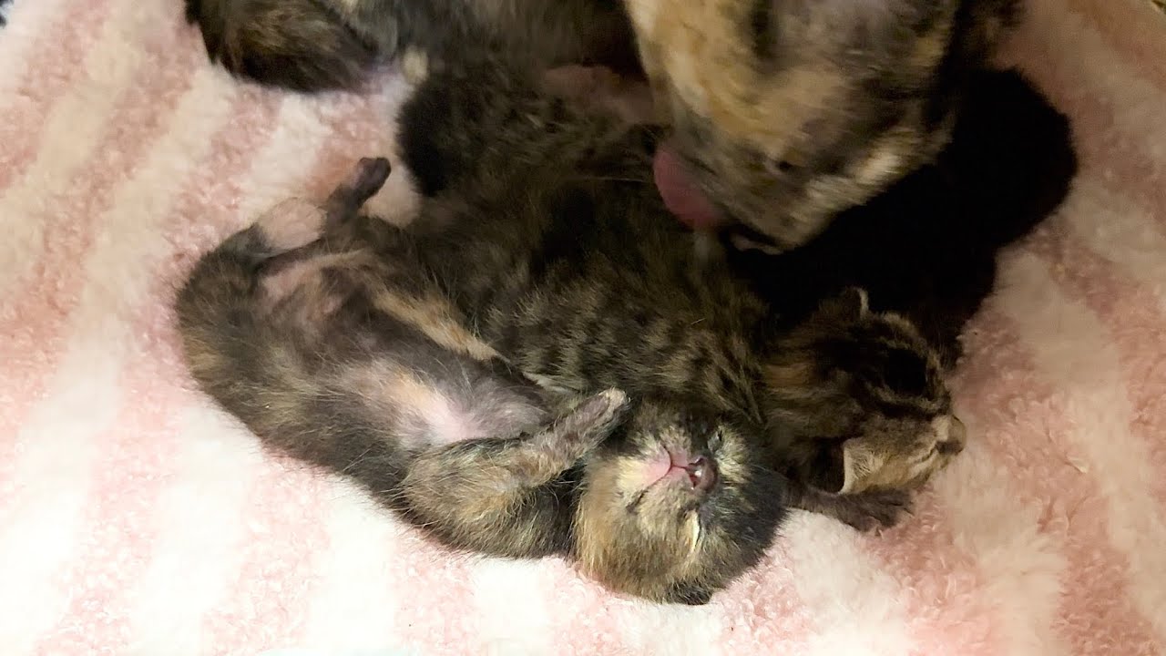 生後６日 ヘソテンでピクピク眠る赤ちゃん猫【ラプ保護物語#12】Sleeping kitten showing its belly 子猫
