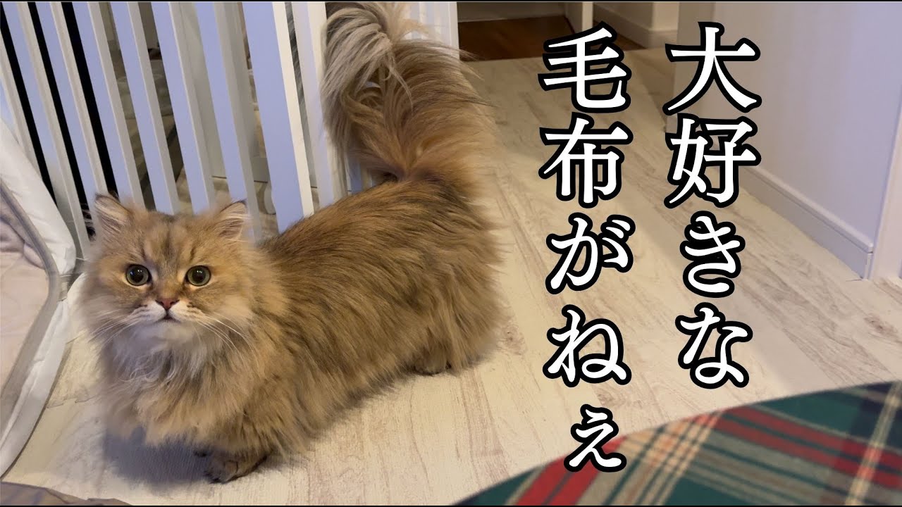 愛用の毛布を運ぼうとするもある理由で諦める猫にドッキリも待っていました