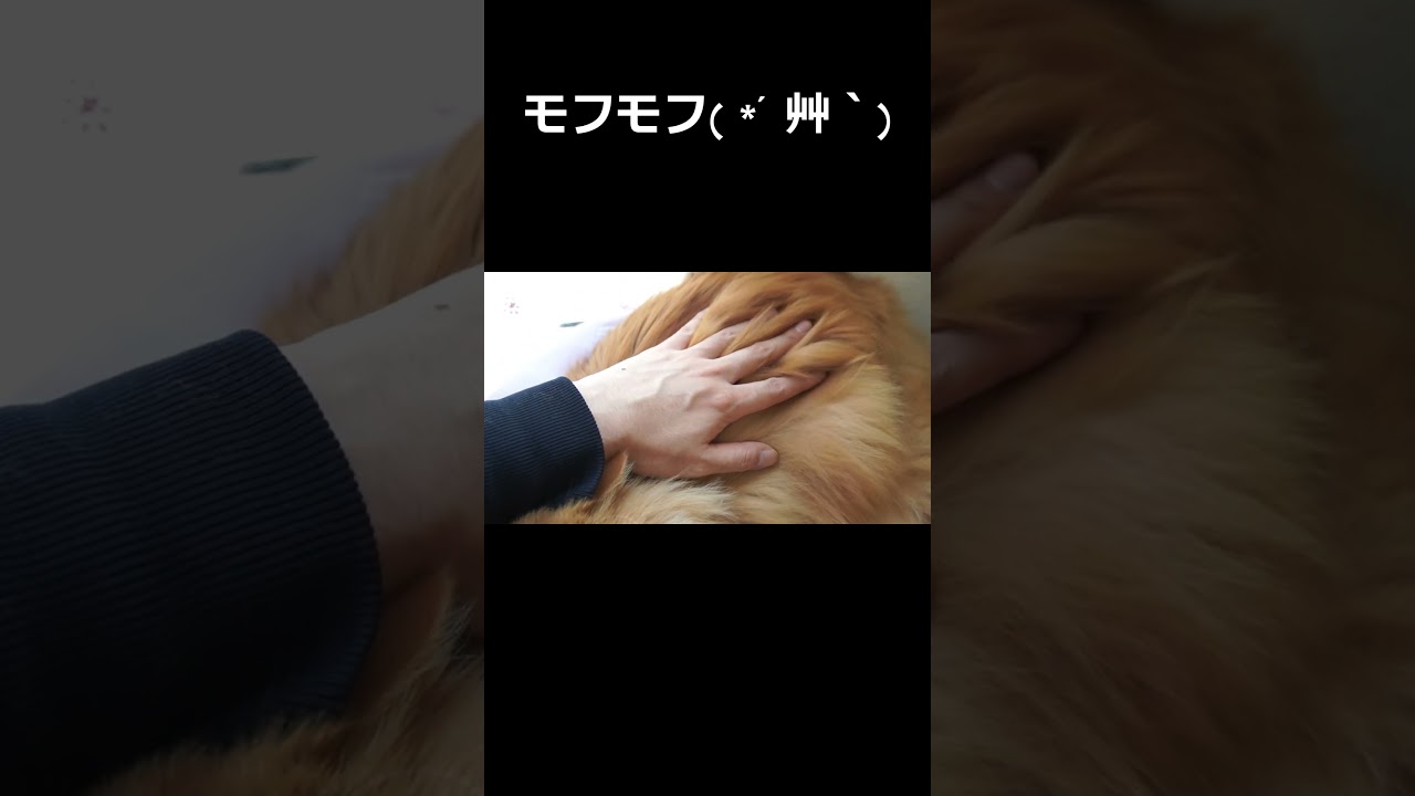【猫】頭を撫でられたいネコとモフモフしたい飼い主との攻防戦（ショート版）#猫 #ねこ #可愛い #ラガマフィン #猫のいる暮らし #癒し #猫好きさんと繋がりたい#もふもふ #モフモフ