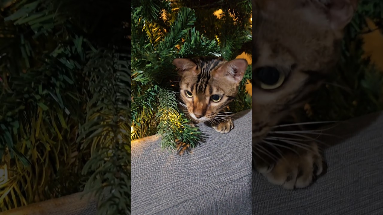 Tanjiro with his tree#funnycat#bengal #ベンガル