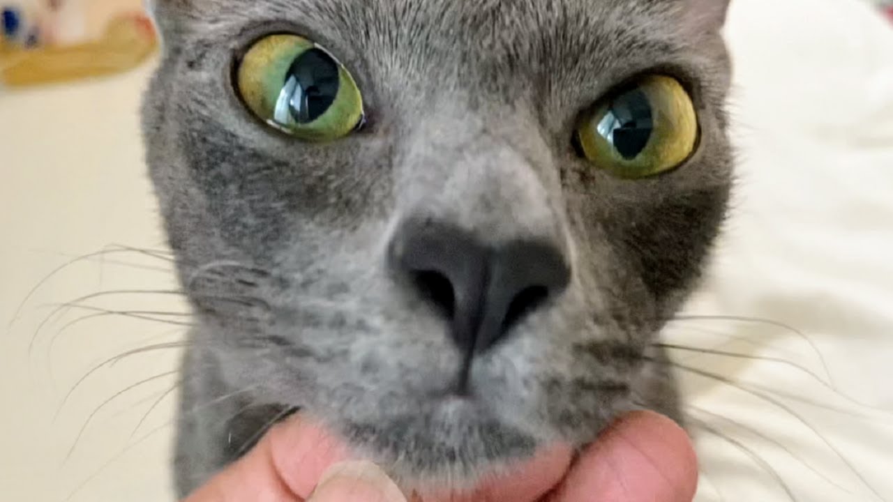 Cat asking for a massage | Lucky Korat Cat