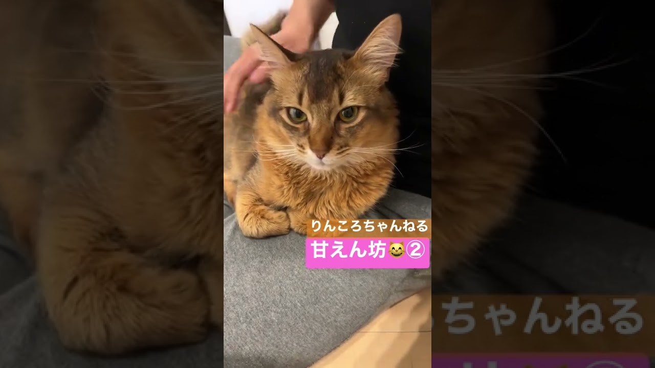 甘えん坊😸②【りんころちゃんねる】#shorts #ねこ #ソマリ #ねこのいる生活 #ねこのいる暮らし