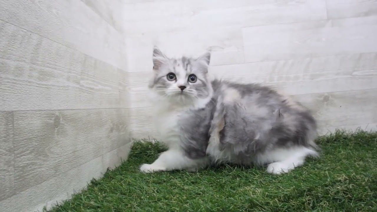 Coo&RIKU　No00701318 スコティッシュフォールド