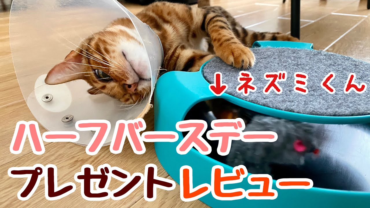 【商品レビュー】ベンガル子猫のハーフバースデーにフライングタイガーのおもちゃをプレゼント