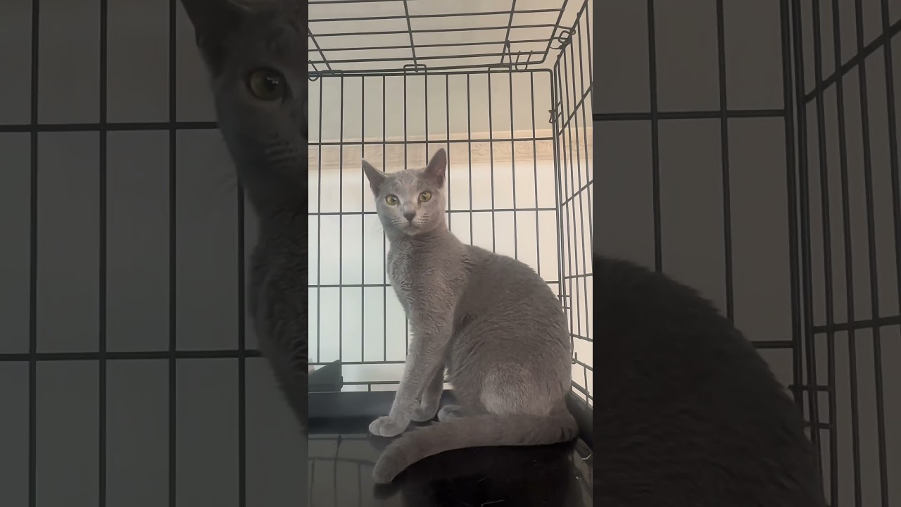 #里親募集中子猫アゴはネコ  #ロシアンブルー　#ロシアンブルー子猫