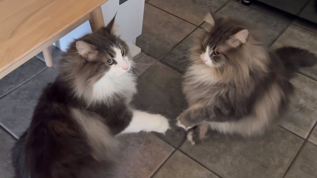 【兄弟喧嘩⁉︎】仲直りの仕方が可愛すぎる！！ノルウェージャンフォレストキャット♡