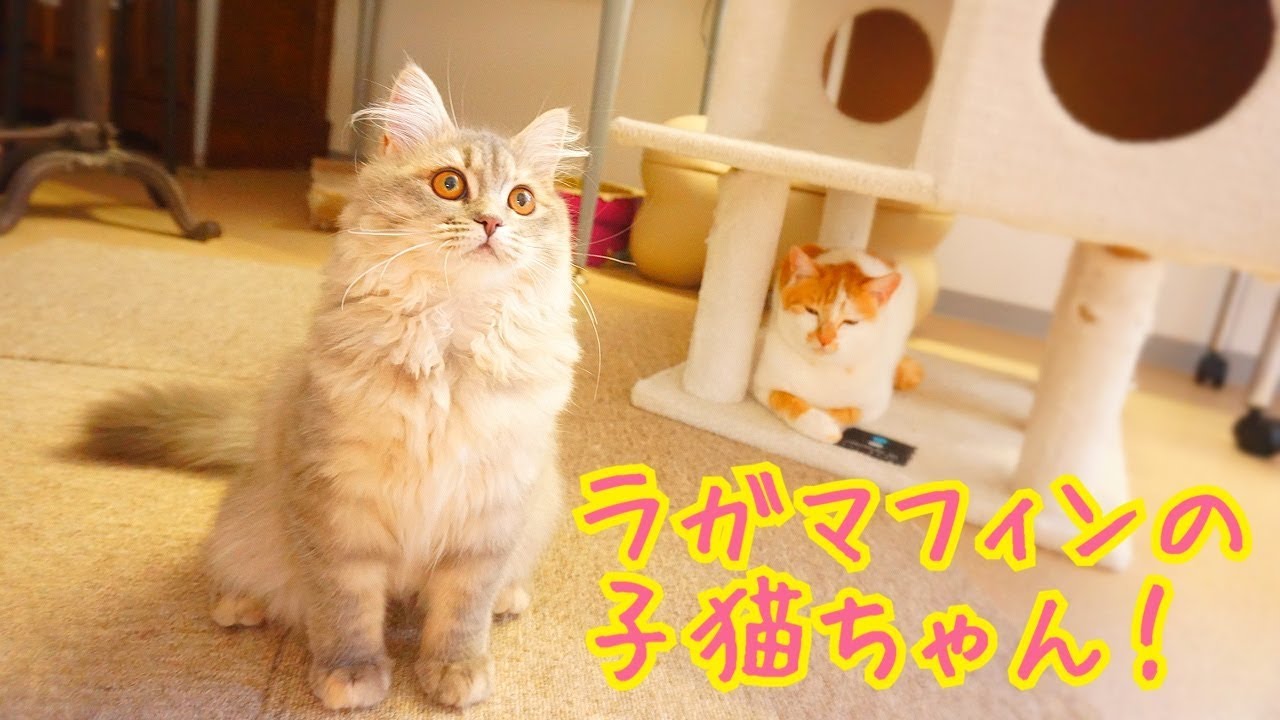 遊びまくるラガマフィンの子猫ちゃん