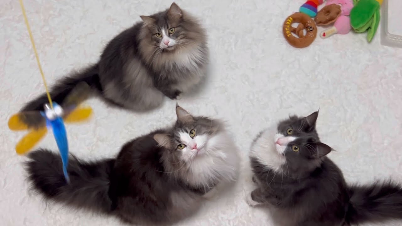 【JUMP‼︎】トンボさんと遊ぶ元気なもふ猫たち♡ノルウェージャンフォレストキャットとターキッシュアンゴラ