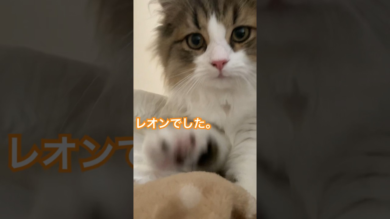ふみふみ目覚まし #cat #ラガマフィン #cute #catlover #catshorts #cats #猫
