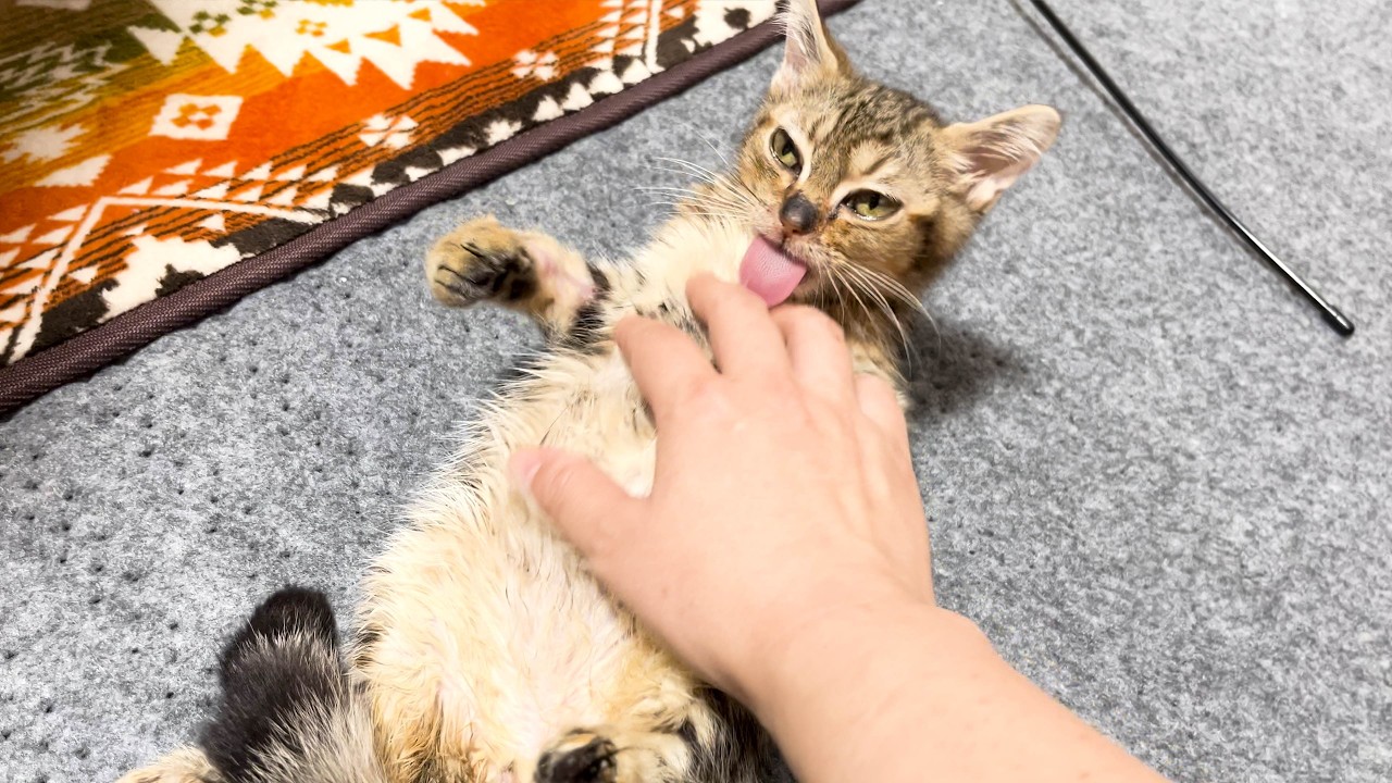 9日間入院の子猫がついに退院！FIPも大幅改善が見られるも弟のアメショーには塩対応でした。