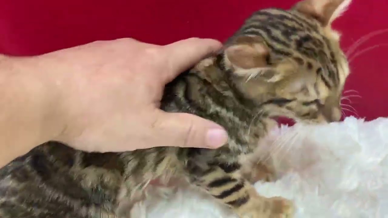 ベンガル とっても可愛い子ですよ！ ブラウンスポテットタビー