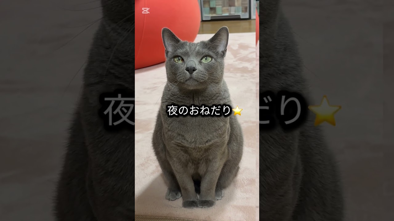 【ロシアンブルー】めろん〜朝も夜もカリカリのおねだり🤭元気です🤗【猫】#shorts